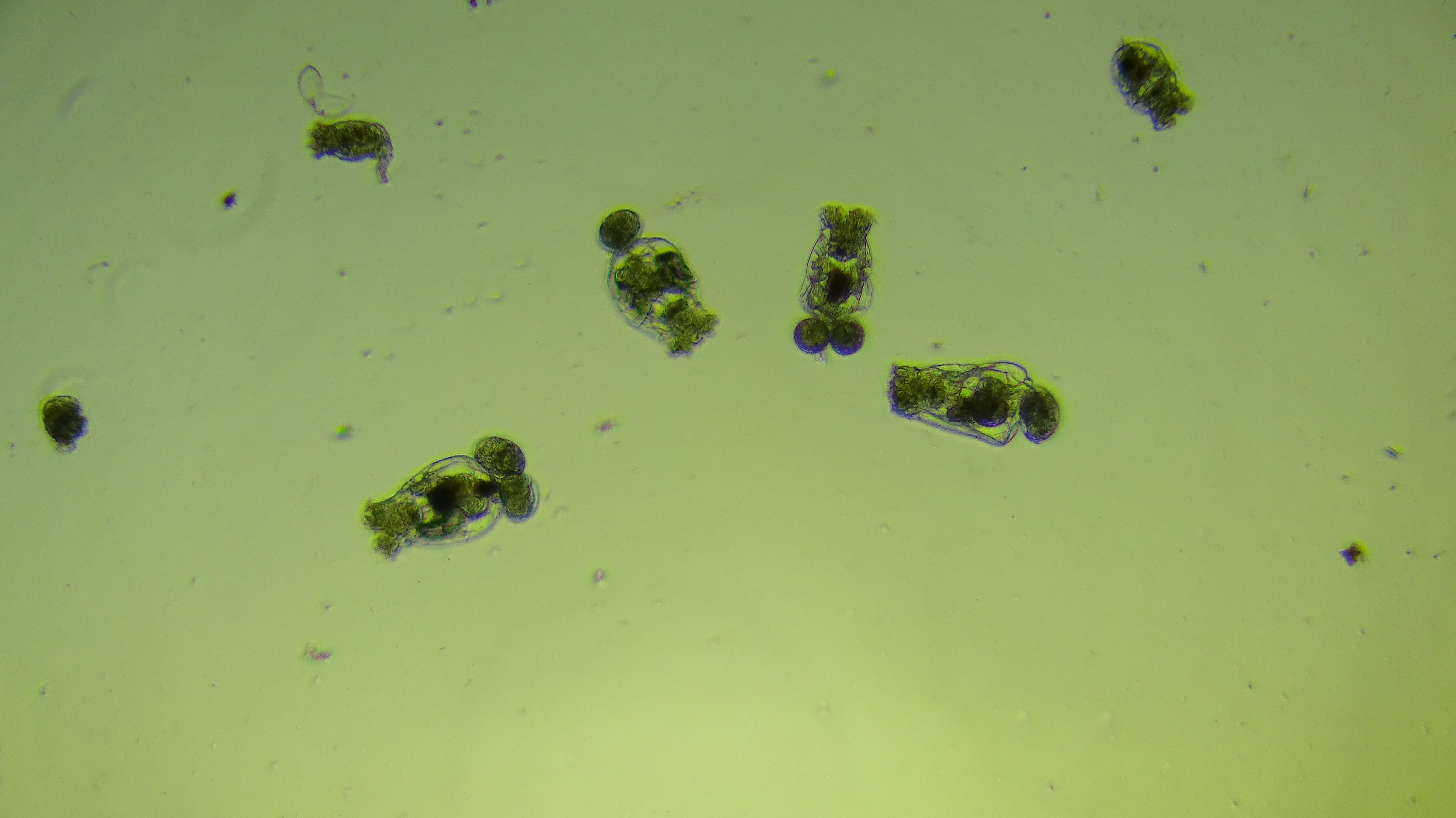 Rotifers